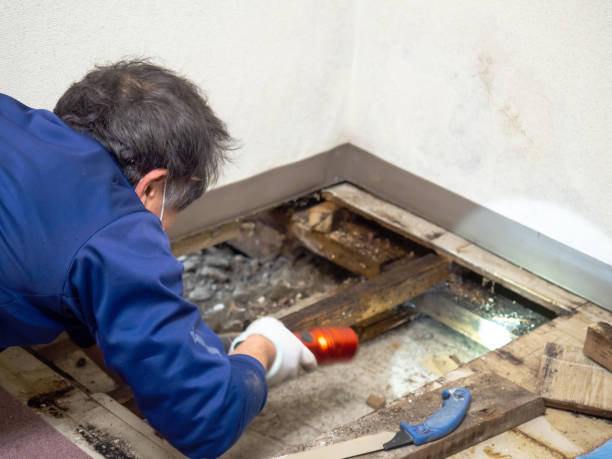 Home Mold Removal in Bemidji, MN