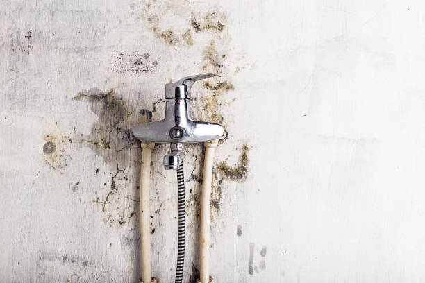 Trusted Bemidji, MN Mold Removal Experts