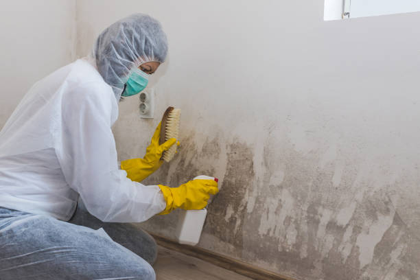 Best Toxic Mold Removal  in Bemidji, MN