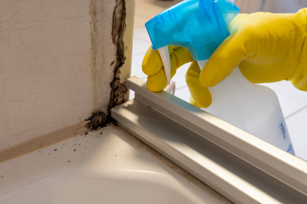 Best Local Mold Removal Service  in Bemidji, MN