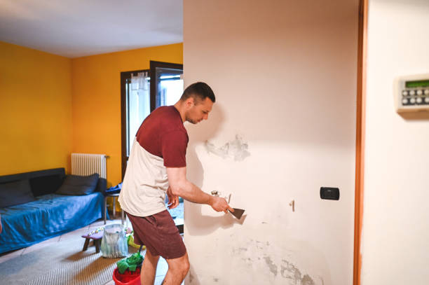 Best Black Mold Removal  in Bemidji, MN