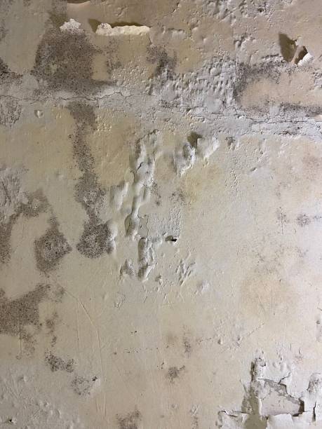 Best Mold Testing  in Bemidji, MN