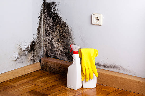 Best Mold Remediation Services  in Bemidji, MN