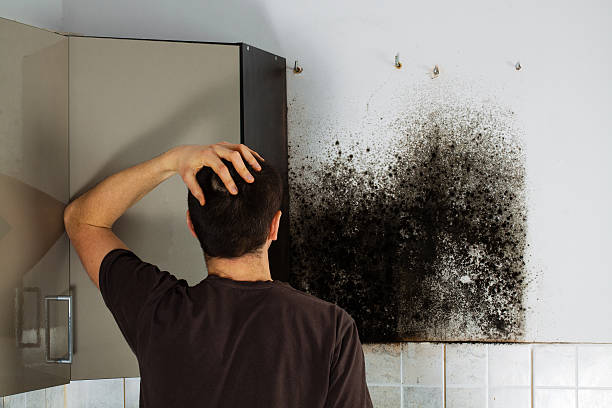 Best Commercial Mold Removal  in Bemidji, MN