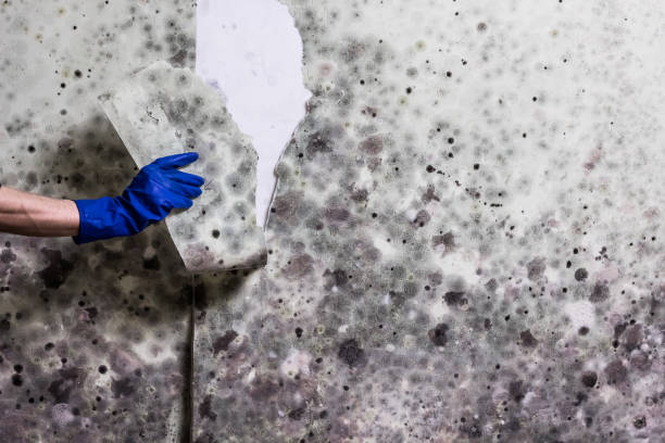 Best Mold Remediation  in Bemidji, MN